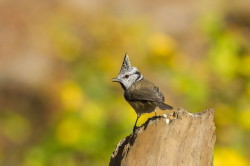 Crested, Tit, Parus, Lophophanes, cristatus