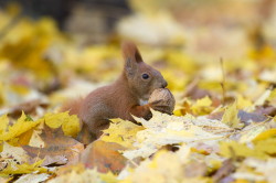 Wiewirka, Sciurus, vulgaris, pospolita, ssaki