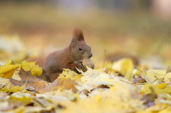 Wiewirka, Sciurus, vulgaris, pospolita, ssaki