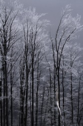 Szyndzielnia, mountain, in, winter, the, Silesian, Beskids