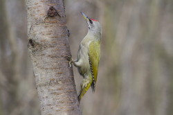 Grey-headed, Picus, canus, Grey-faced, Woodpecker