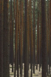Pine, forests, in, the, Tuchola, Forest