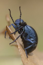 Meloe, proscarabaeus, European, Oil, Beetle, beetle, coleoptera