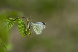 Pieris, rapae, White, butterfly, Cabbage, Butterfly, lepidoptera