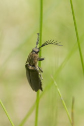 Ctenicera, pectinicornis, coleoptera