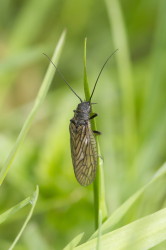 Sialis, lutaria, Alderfly, megaloptera