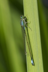Ischnura, elegans, Blue-tailed, Damselfly, dragonfly, odonata