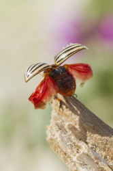 Leptinotarsa, decemlineata, Colorado, Ten-striped, Spearman, Ten-lined, Beetle, Potato, Bug, coleoptera