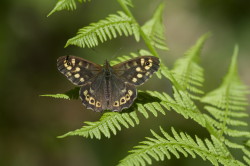 Pararge, aegeria, Speckled, Wood, lepidoptera