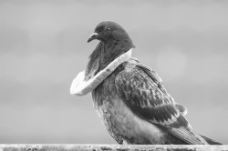 Pigeon, Columba, livia, forma, urbana, Rock, Dove