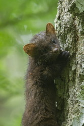 European, Pine, Marten, Martes, martes