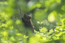 European, Pine, Marten, Martes, martes