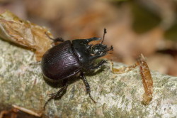 Typhaeus, typhoeus, Minotaur, Beetle, beetle, coleoptera