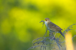 grasshopper, warbler, Common, Grasshopper, Warbler, Locustella, naevia