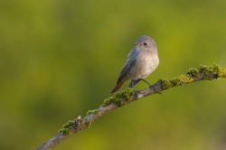 Common, Redstart, Phoenicurus, phoenicurus