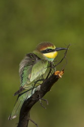 European, Bee-eater, Merops, apiaster