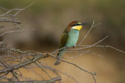 European, Bee-eater, Merops, apiaster