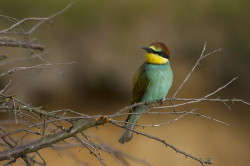 European, Bee-eater, Merops, apiaster