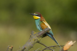 European, Bee-eater, Merops, apiaster