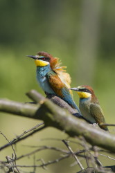 European, Bee-eater, Merops, apiaster