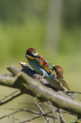 European, Bee-eater, Merops, apiaster