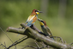 European, Bee-eater, Merops, apiaster