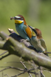 European, Bee-eater, Merops, apiaster