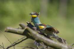 European, Bee-eater, Merops, apiaster