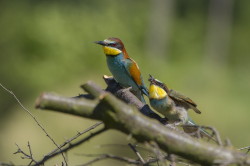 European, Bee-eater, Merops, apiaster