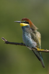 European, Bee-eater, Merops, apiaster