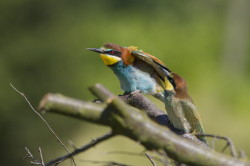 European, Bee-eater, Merops, apiaster