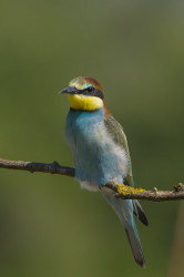 European, Bee-eater, Merops, apiaster