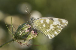 Pontia, edusa, Eastern, Bath, White, butterfly, lepidoptera