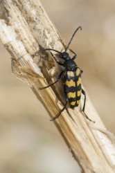 Leptura, quadrifasciata, Longhorn, Beetle, beetle, coleoptera