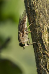 Tabanus, bovinus, Pale, Giant, Horse-fly, diptera