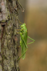 Tettigonia, viridissima, Great, Green, Bush-cricket, orthoptera