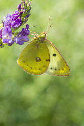 Colias, hyale, Pale, Clouded, Yellow, lepidoptera