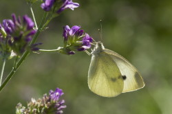 Pieris, rapae, White, butterfly, Cabbage, Butterfly, lepidoptera