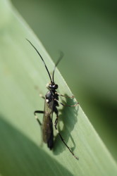 Ichneumonoidea, hymenoptera