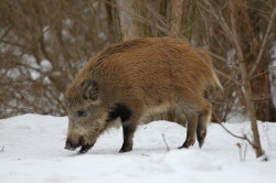 boar, Wild, Boar, Sus, scrofa, wild, pig