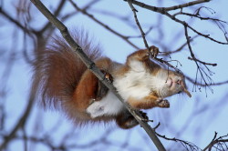 squirrel, Sciurus, vulgaris, Eurasian, Red, Squirrel