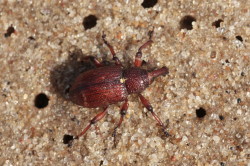 Hylobius, transversovittatus, coleoptera