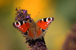Inachis, io, European, Peacock, Butterfly, lepidoptera