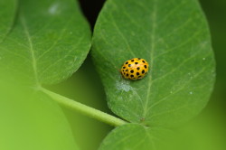 Thea, 22-spot, Ladybird, beetle, vigintiduopunctata, Psyllobora, 22-punctata, coleoptera
