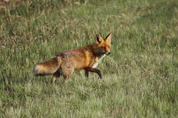 Red, Fox, Vulpes, vulpes