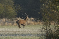 Cervus, elaphus, Jele, szlachetny, ssaki