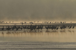 Common, Grus, grus, Eurasian, Crane