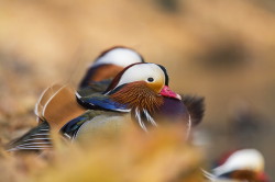 Mandarin, Duck, Aix, galericulata