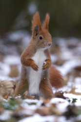 squirrel, Sciurus, vulgaris, Eurasian, Red, Squirrel