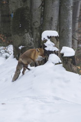 Vulpes, vulpes, Lis, rudy, ssaki
